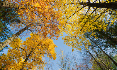 a path lined with tall trees with yellow and brown leaves in Nami Island, Korea.
