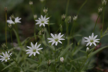 エゾイワツメクサ2
