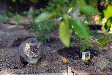 Domestic house cat sitting in a vegetable garden