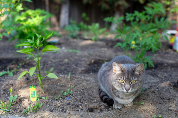 Domestic house cat sitting in a vegetable garden