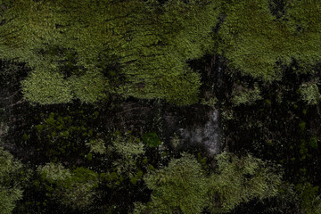 이끼가 있는 벽