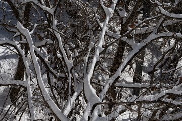 눈 덥힌 나뭇가지