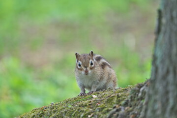 Hokkaido,Japan - June 6, 2024: A chipmunk at Maruyama Park, Nakashibetsu, Hokkaido, Japan

