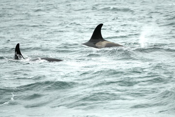 Fototapeta premium Hokkaido,Japan - June 4, 2024: Killer whales or orca near Rausu Fishing port in Nemuro strait in Hokkaido, Japan