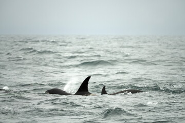 Fototapeta premium Hokkaido,Japan - June 4, 2024: Killer whales or orca near Rausu Fishing port in Nemuro strait in Hokkaido, Japan