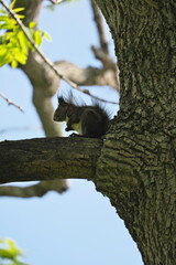 Hokkaido,Japan - June 6, 2024: An Ezo true squirrel at Maruyama Park, Nakashibetsu, Hokkaido, Japan