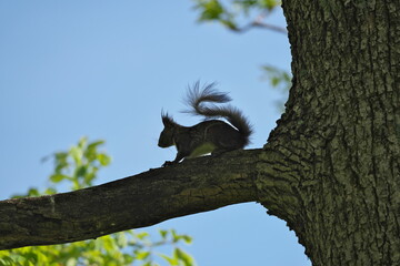 Hokkaido,Japan - June 6, 2024: An Ezo true squirrel at Maruyama Park, Nakashibetsu, Hokkaido, Japan