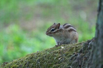 Hokkaido,Japan - June 6, 2024: A chipmunk at Maruyama Park, Nakashibetsu, Hokkaido, Japan


