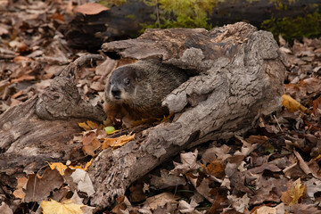 Groundhog Day, Autumn Hideaway: Woodchuck's Cozy Spot.  Wildlife Photography.