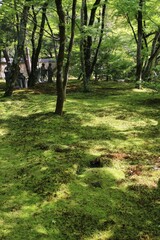 Fresh green in Hogon-in Temple, Kyoto, Japan