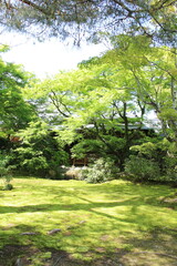 Fresh green in Hogon-in Temple, Kyoto, Japan