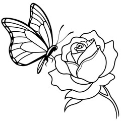 butterfly on white background