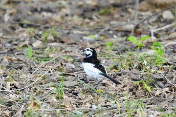 Obraz premium white wagtail