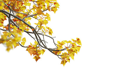 Isolated autumn leaves background