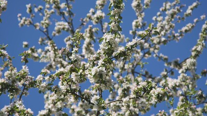 A branch of a blossoming apple tree in spring.