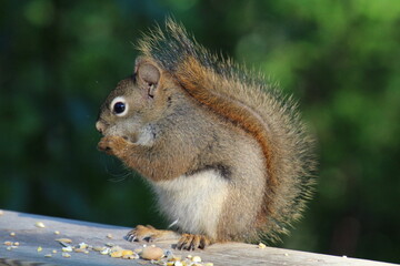 squirrel eating nut, Whitemud Park, Edmonton, Alberta