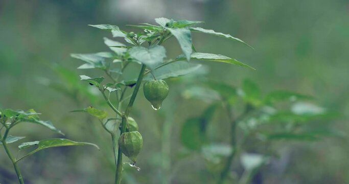 young ground cherries on the tree. raindrops on ground cherries leaves