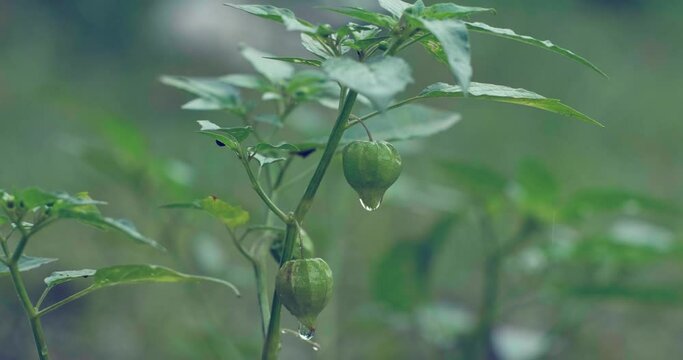 young ground cherries on the tree. raindrops on ground cherries leaves
