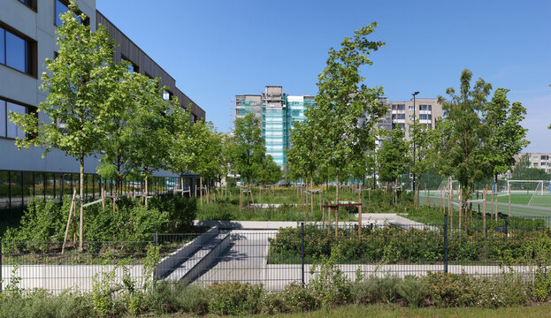 Green recreation area with rowan and maple trees near a modern city school