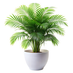 Obraz premium ereca palm fern in white pot, isolated on white background