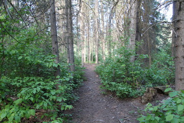 footpath in the forest, Whitemud Park, Edmonton, Alberta