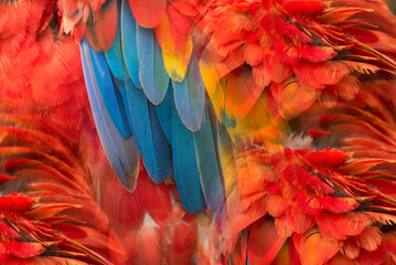Fototapeta premium Beautiful macaw feathers blue exotic texture for background