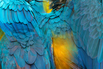 Obraz premium Beautiful macaw feathers blue exotic texture for background