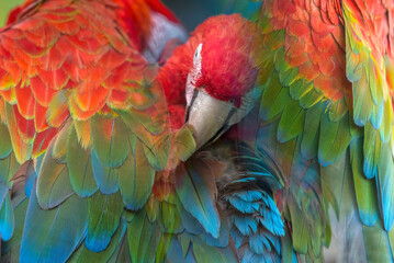 Fototapeta premium Beautiful macaw feathers blue exotic texture for background
