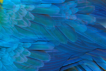 Beautiful macaw feathers blue exotic texture for background