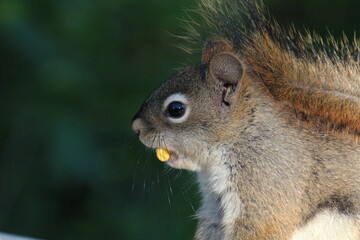 squirrel eating nut