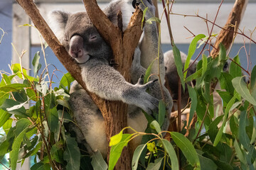 Koala in Tree with Arm Out