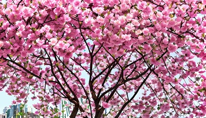 Beautiful pink cherry blossoms are in full bloom. Generative AI illustration.