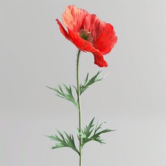 A detailed close-up of a single poppy flower plant