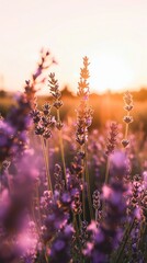field of flowers