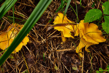 Chanterelle mushrooms in natural forest environment