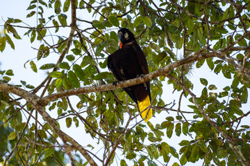 Mittelamerika Honduras, El Salvador, Wilde Tiere, Natur, Pflanzen, Reisen, Travel