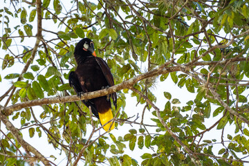 Mittelamerika Honduras, El Salvador, Wilde Tiere, Natur, Pflanzen, Reisen, Travel