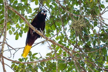 Mittelamerika Honduras, El Salvador, Wilde Tiere, Natur, Pflanzen, Reisen, Travel
