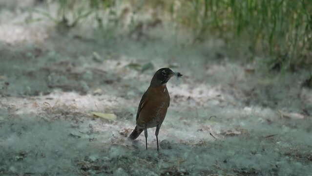 Robin holding bugs in its beak as it runs through the cotton seeds in a forest.