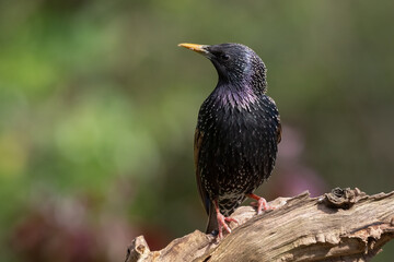 A close up portrait of a starling, Sturnus vulgaris, as it perches on an old tree stump. The background is natural and out of focus