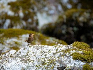 森の中で岩の上でさえずっているミソサザイ