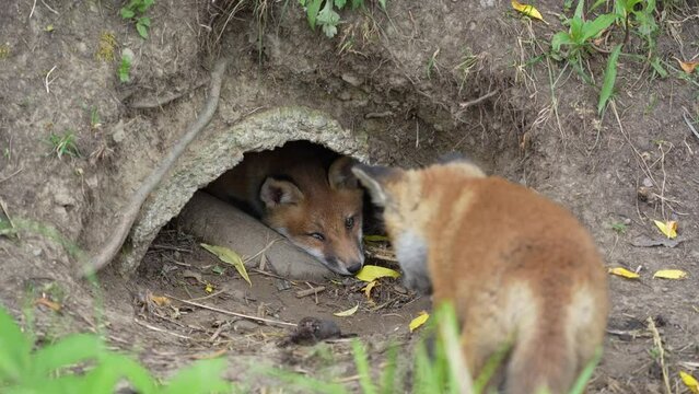 Two cute young red fox cubs playing together on green grass