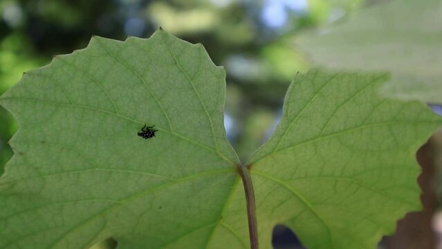 Lanternfly Lurking. A spotted lanternfly rests on a grapevine leaf, showcasing its striking colors and intricate markings.