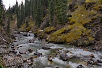 Kyrgyzstan, the eastern shore of Lake Issyk-Kul. View of the rocky Arashan River among the mossy rocks of the overgrown gorge.