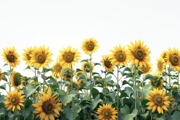 Fototapeta premium A panoramic close-up image of a sunflower field