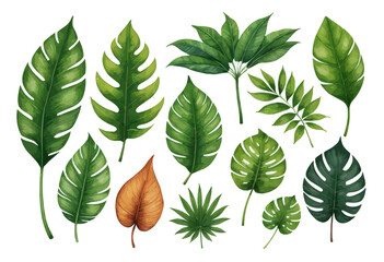 a set of tropical leaves