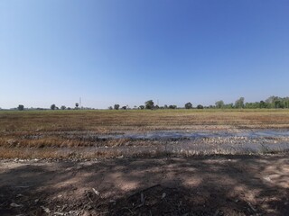 A Dry Rice Paddy Under a Blue Sky