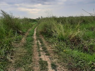 Fototapeta premium Overgrown Path Through The Meadow