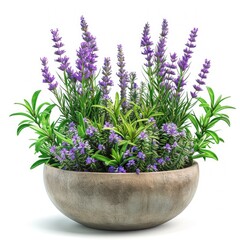 Fototapeta premium A pot of lavender plants combined with aromatic herbs like rosemary and thyme