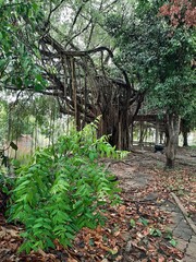 Banyan Tree Canopy Over Forest Path